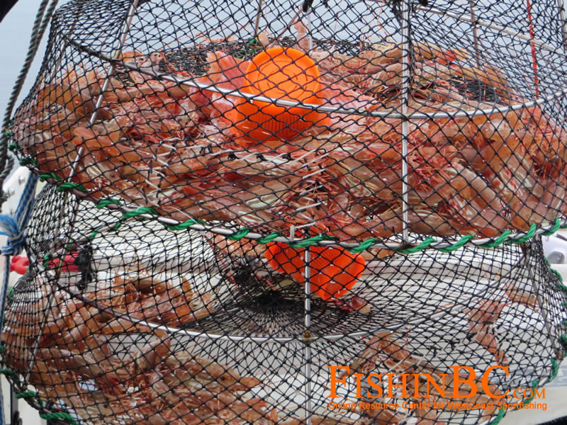 prawn bait