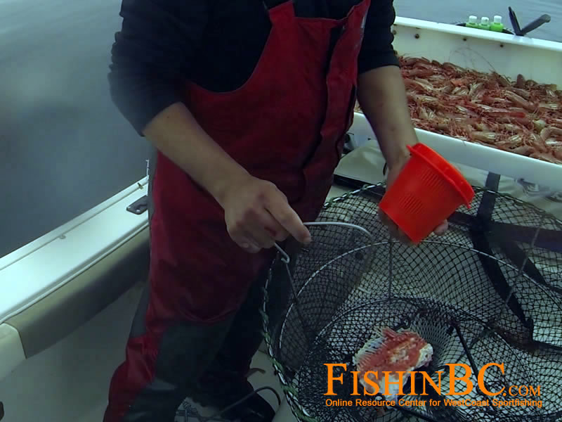prawn bait