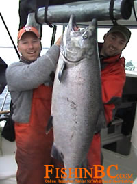 Herring Rig for Chinook Salmon Fishing
