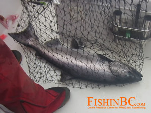 Salmon Fishing with Barbless Hooks - Chinook Salmon in Net