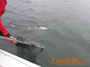 Salmon Fishing With Barbless Hooks - Net the fish with patience