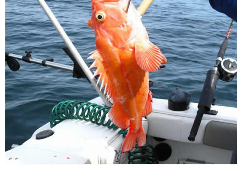 Rockfish ID Feature Image