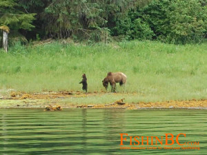 Prince Rupert Fishing - Grizzly Bear