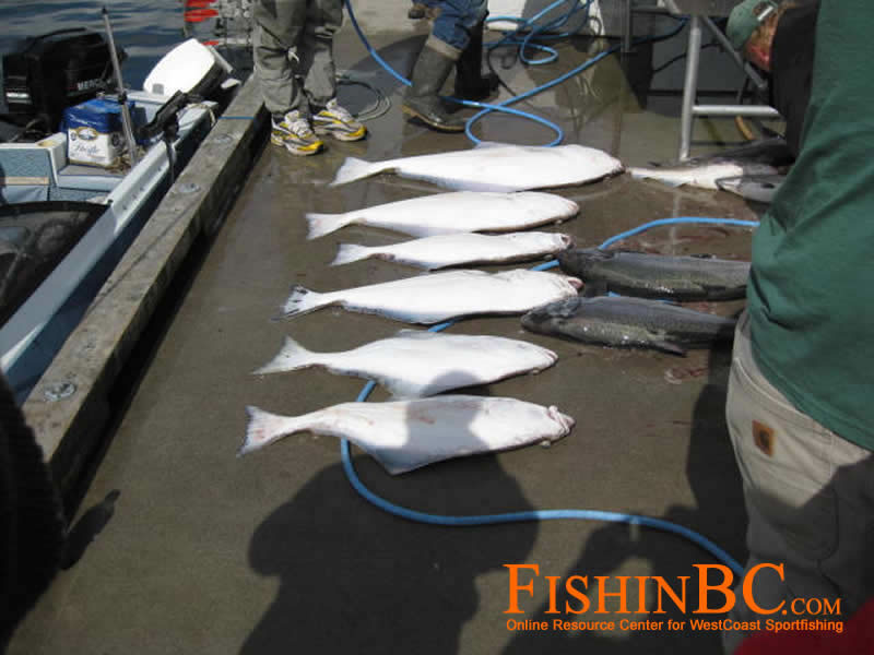 Halibut Fishing - Tips to Find and Catch Halibut