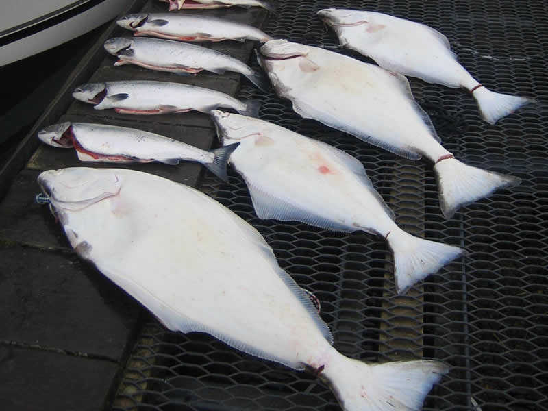 Halibut Fishing - Feature Image Picture of Halibut