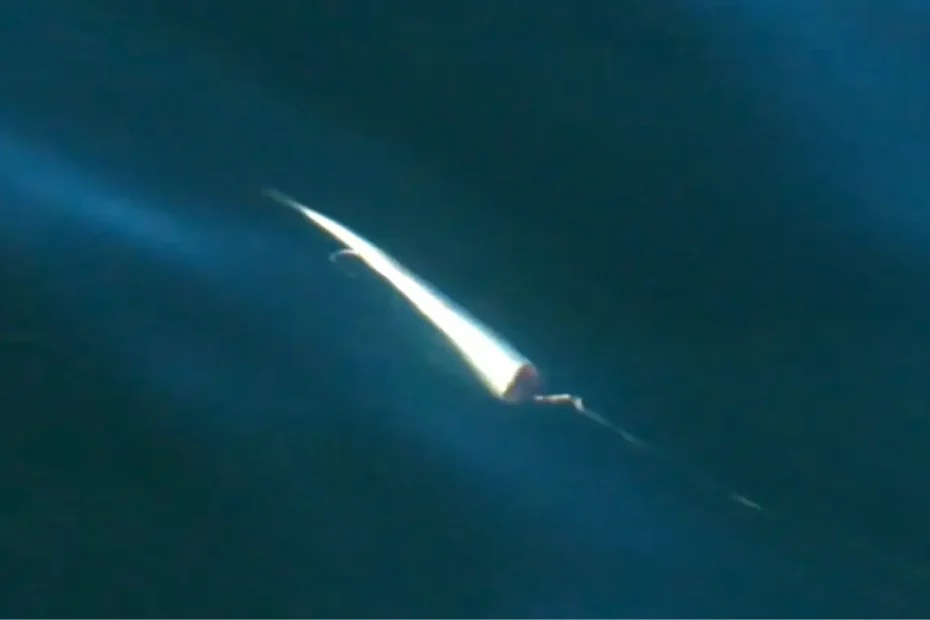 An underwater view of a cut plug herring bait spinning tightly through deep blue ocean water.